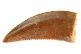 Serrated Raptor Tooth - Real Dinosaur Tooth #332790-1